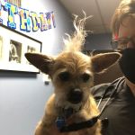 Springfield Veterinary Hospital & Dental Clinic