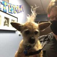 Springfield Veterinary Hospital & Dental Clinic ico
