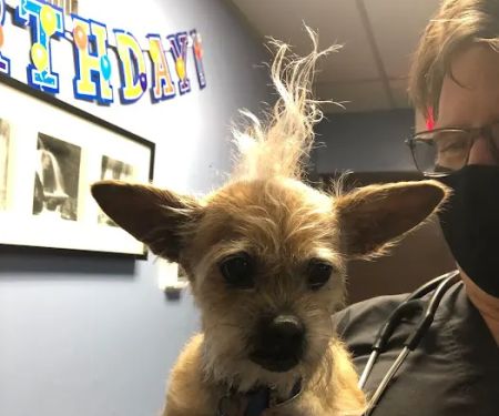 Springfield Veterinary Hospital & Dental Clinic