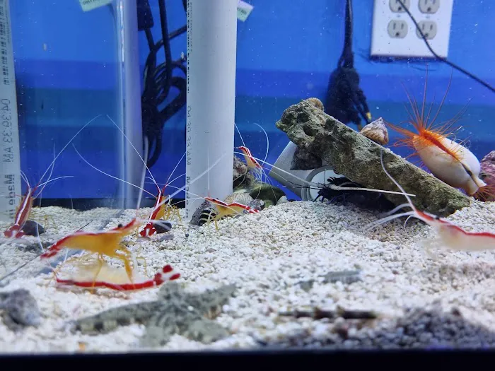 MOSREEF Picture 8