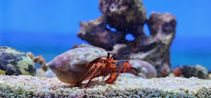 MOSREEF Picture 1
