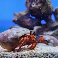MOSREEF ico
