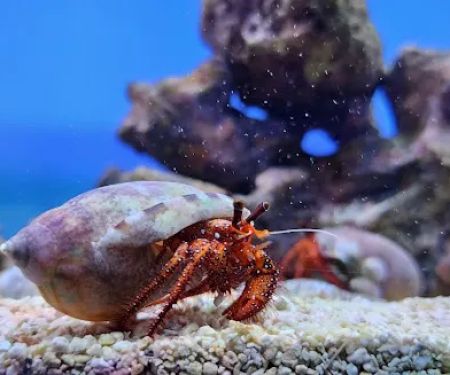 MOSREEF