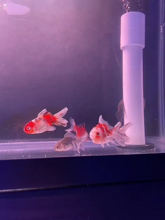 MOSREEF Picture 5