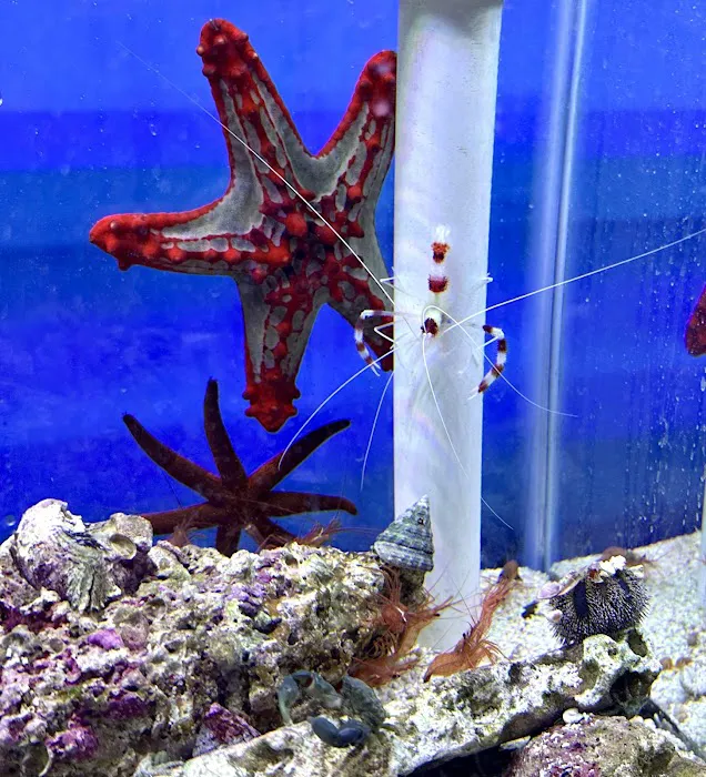 MOSREEF Picture 10