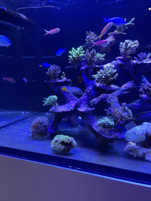 MOSREEF Picture 4