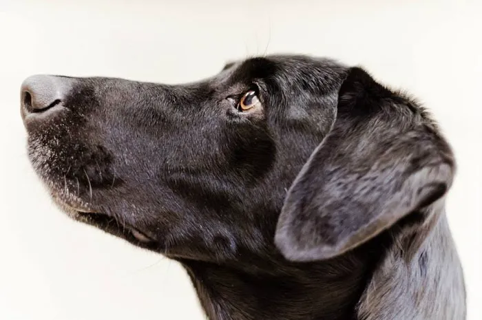 All Pets Veterinary Hospital Picture 3