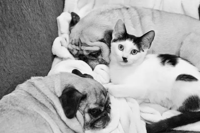 All Pets Veterinary Hospital Picture 8