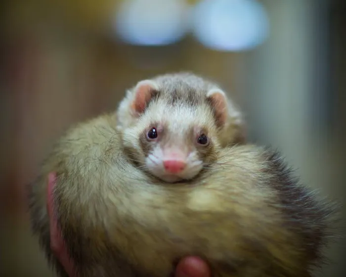 All Pets Veterinary Hospital Picture 7