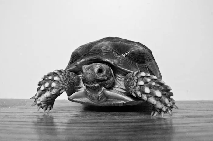 All Pets Veterinary Hospital Picture 1