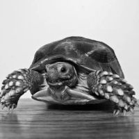 All Pets Veterinary Hospital ico