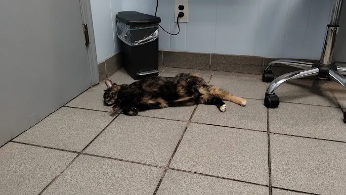 All Pets Veterinary Hospital Picture 6