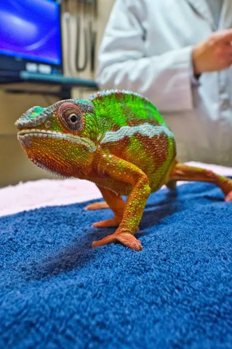 All Pets Veterinary Hospital Picture 9