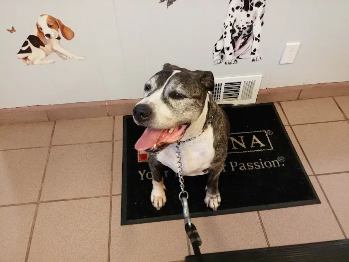 All Pets Veterinary Hospital Picture 10