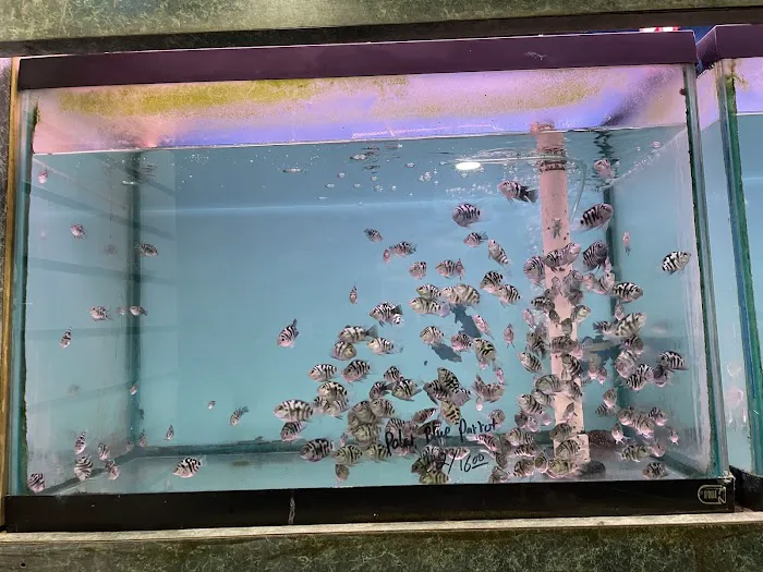 Bayparkway Aquarium Picture 4