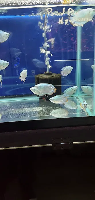 Bayparkway Aquarium Picture 9