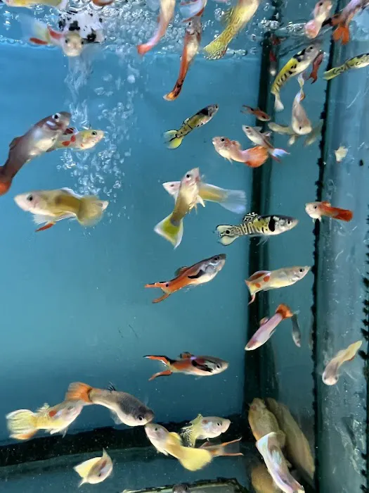 Bayparkway Aquarium Picture 7