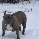 Delaware County Animal Hospital