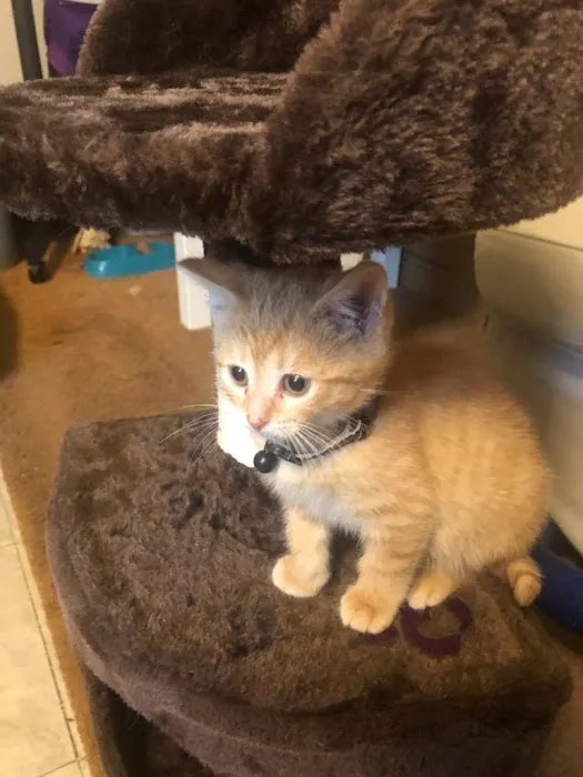 Delaware County Animal Hospital Picture 5