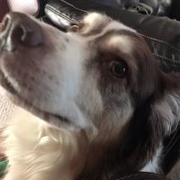 Highland Park Animal Hospital ico