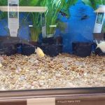 Petco