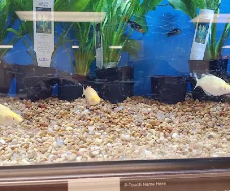 Petco