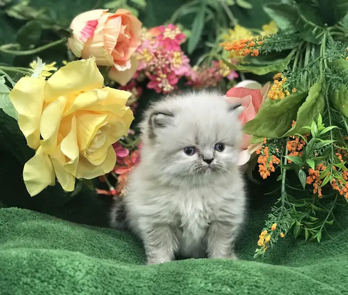 PERSIAN KITTENS CAT BREEDER Picture 7