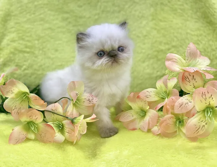 PERSIAN KITTENS CAT BREEDER Picture 5