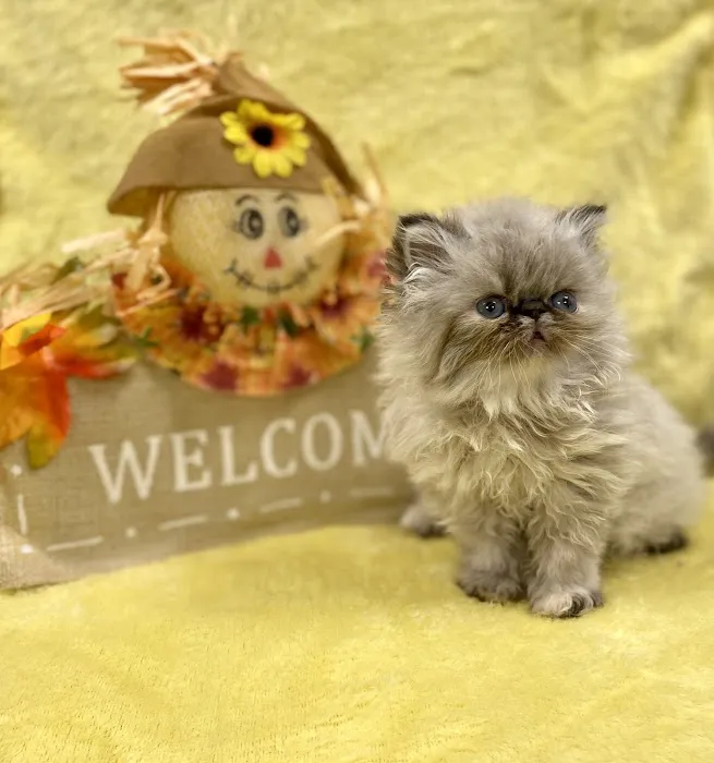 PERSIAN KITTENS CAT BREEDER Picture 10