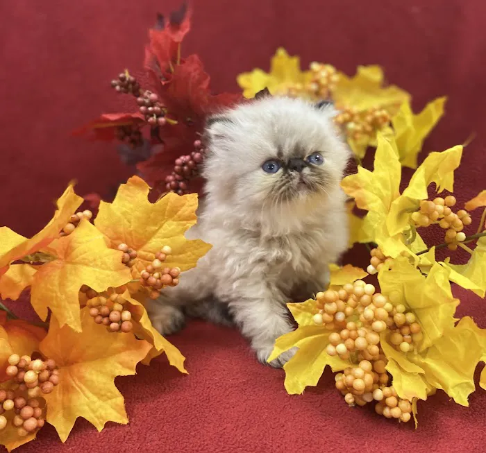 PERSIAN KITTENS CAT BREEDER Picture 2