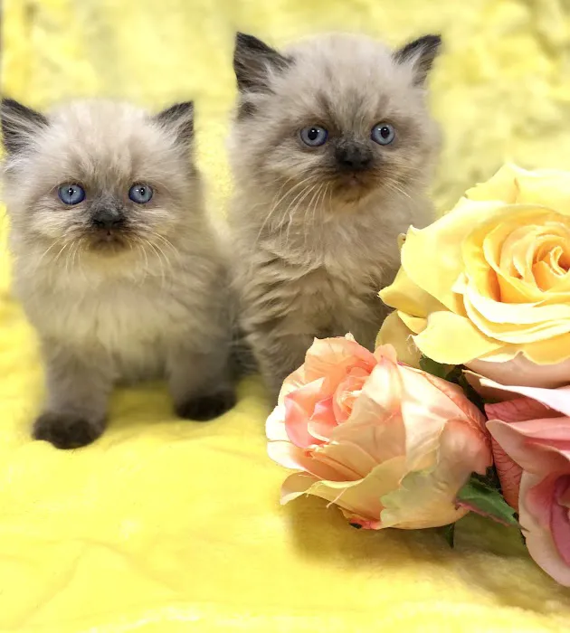 PERSIAN KITTENS CAT BREEDER Picture 6