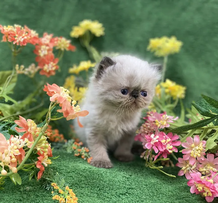 PERSIAN KITTENS CAT BREEDER Picture 1