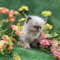 PERSIAN KITTENS CAT BREEDER ico