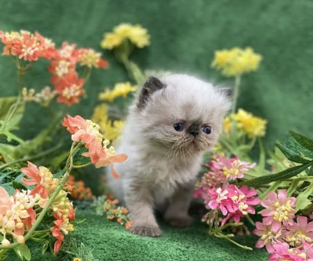 PERSIAN KITTENS CAT BREEDER