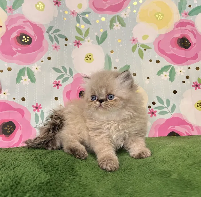 PERSIAN KITTENS CAT BREEDER Picture 8