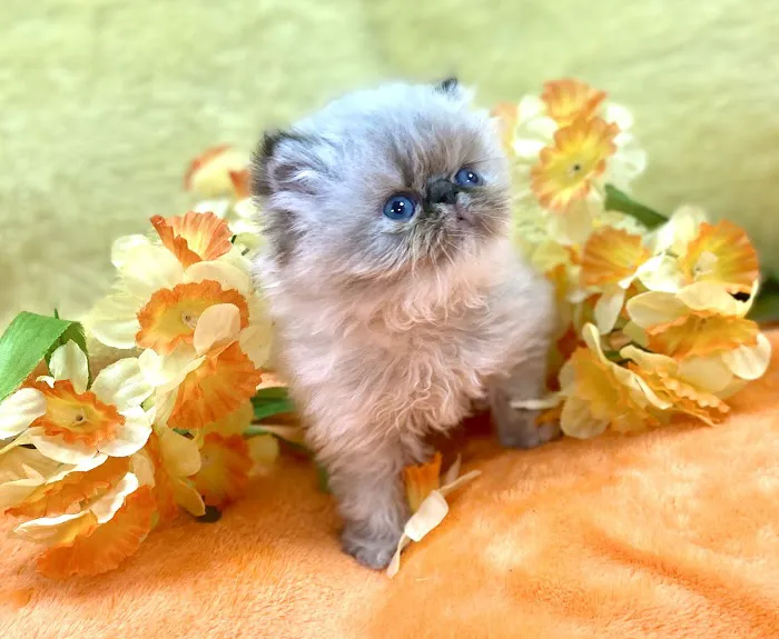 PERSIAN KITTENS CAT BREEDER Picture 4