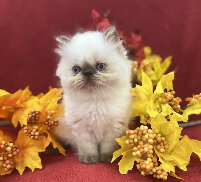PERSIAN KITTENS CAT BREEDER Picture 3