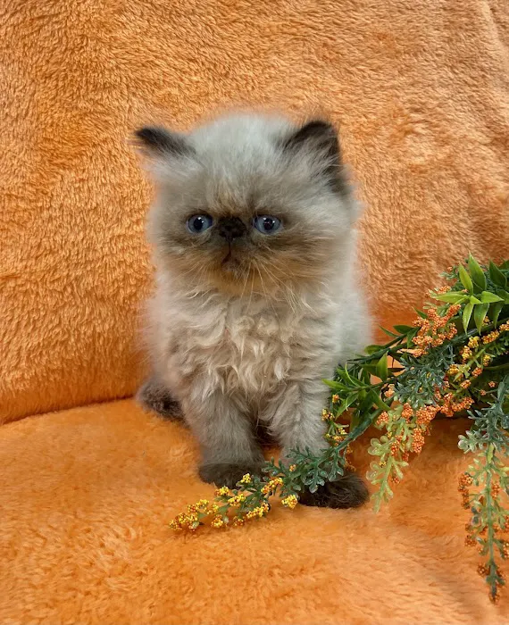 PERSIAN KITTENS CAT BREEDER Picture 9
