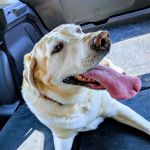 Bywood Animal Hospital