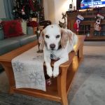 Huntingdon Valley Veterinary Hospital