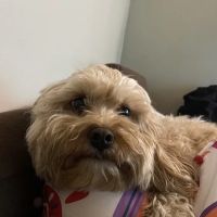 LITTLE CREATURES ico