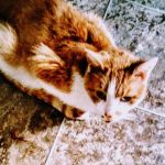 Compassion Veterinary Clinic