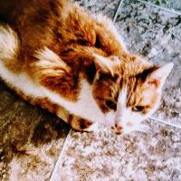 Compassion Veterinary Clinic ico