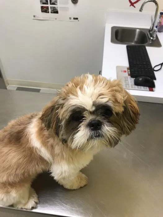 Caring Hands Veterinary Clinic Picture 3