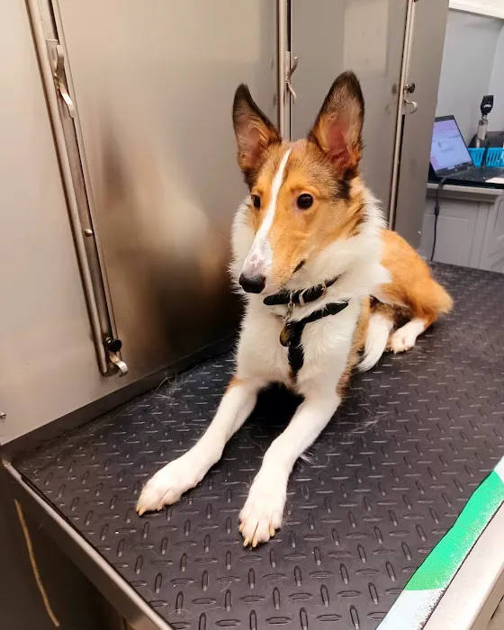 Caring Hands Veterinary Clinic Picture 7