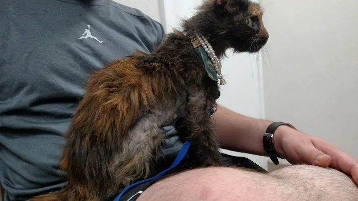Boulevard Animal Hospital Picture 4