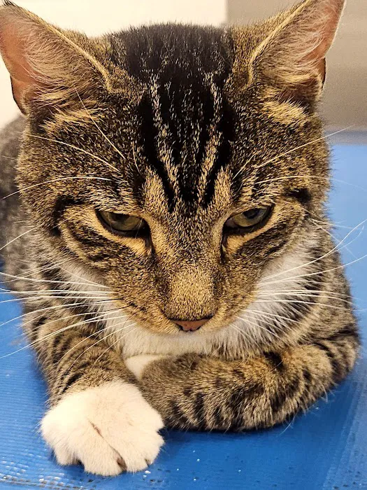 Boulevard Animal Hospital Picture 1