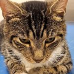 Boulevard Animal Hospital