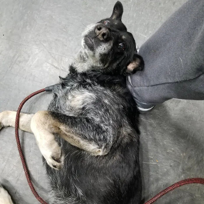 Boulevard Animal Hospital Picture 10