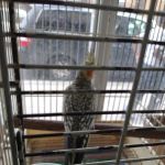 Pete's Bird Garden